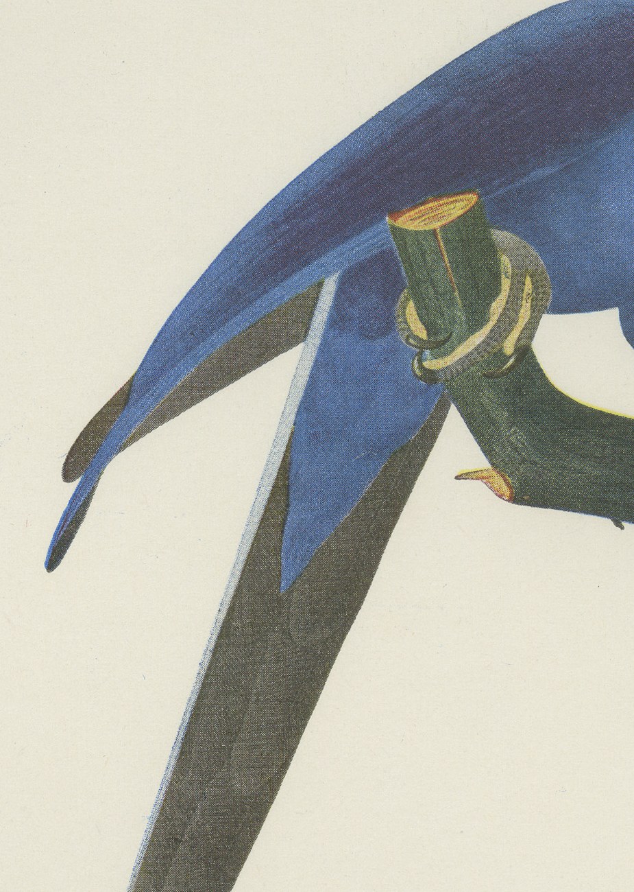 Hyacinth Macaw, Brazilian Bird Print, Descourtilz, 1944, view 4