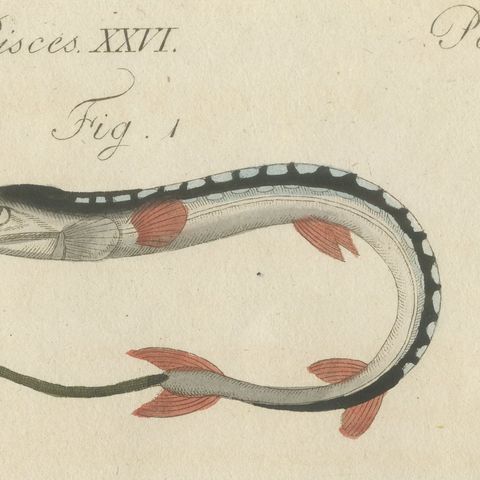 Sailfish, Cornetfish and Trumpetfish, Antique Bertuch Print, circa 1805, close-up 6