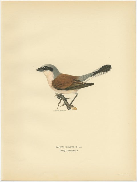 Antique Bird Print of the Male Red-Backed Shrike by Von Wright, 1927, view 2