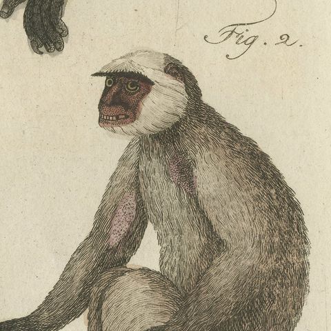 Gibbon and Monkeys, Antique Bertuch Print, Vienna, circa 1805, close-up 6