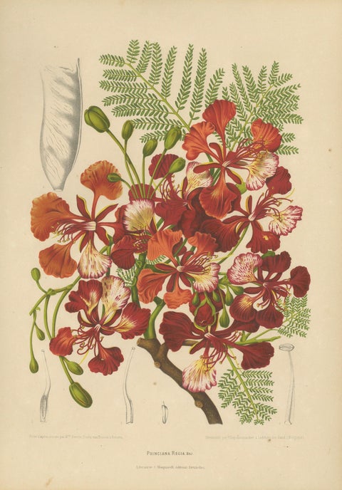 Antique Royal Poinciana Botanical Chromolithograph by Hoola van Nooten, c. 1880, close-up 1