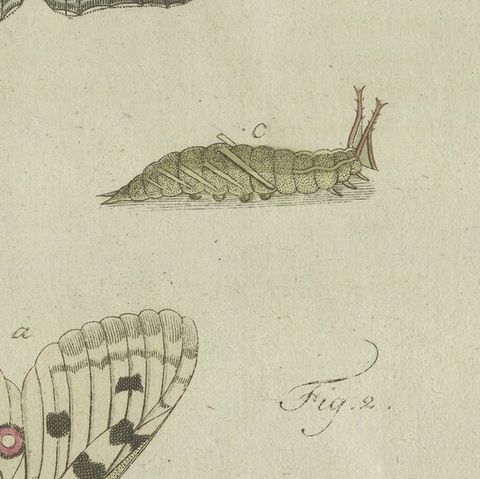 18th-Century Hand-Colored Engraving of Butterflies and Larvae by J. B. Schmuzer, close-up 6