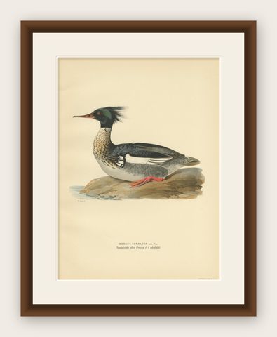 Antique Bird Print of the Red-Breasted Merganser by Von Wright '1929', shown framed