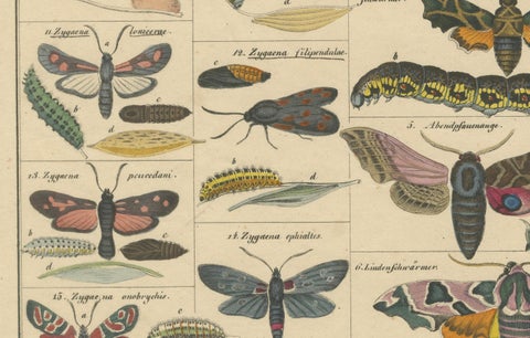 Wondrous Moths and Hawkmoths, Hand-Colored 19th-Century Natural History Print, close-up 3