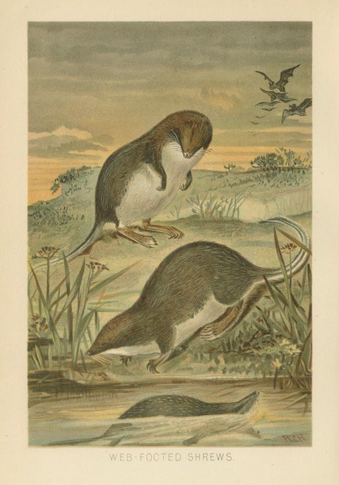Web-Footed Shrews, Rare Antique Mammal Print, Victorian Zoology 1894, close-up 1