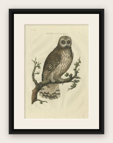 Antique Bird Print of a Male Strix Owl by Sepp & Nozeman, 1770, shown framed
