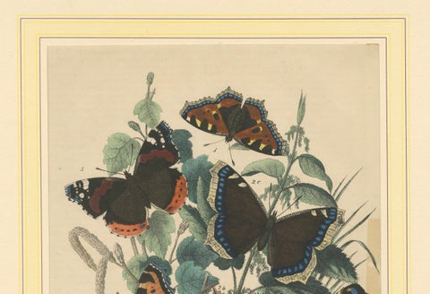 Lithograph of European Butterflies, Admirals, Tortoiseshells and Peacocks, 1863, close-up 2