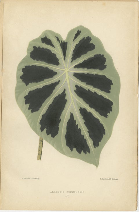 Variegated Elegance: A Study of Patterned Botanicals, Published in 1880, view 4