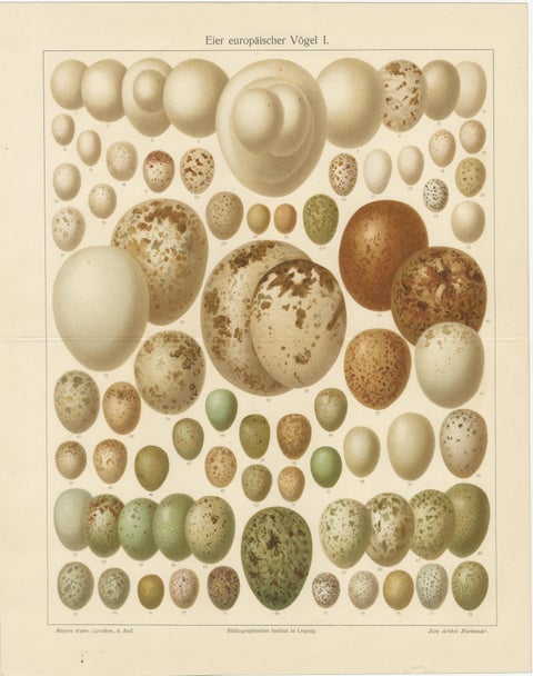 European Bird Eggs Lithographs, Set of Two, Meyers Konversations-Lexikon, 1890s, view 3