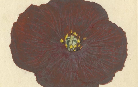 Antique Botanical Engraving of Apple Blossom and Mallow - 1803 Floral Print, close-up 1