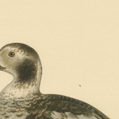 Winter's Youth: A Bird Print of The Young Long-tailed Duck by Magnus von Wright, close-up 3