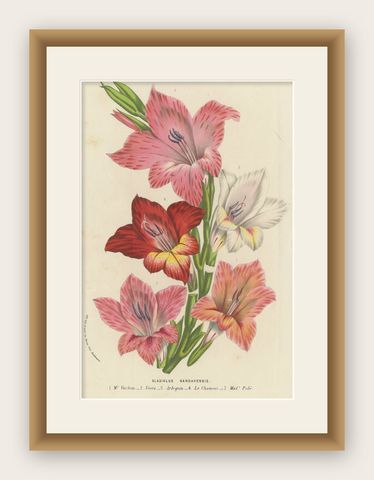 Vibrant Blooms of Sword Lily: Gladiolus Gandavensis Botanical Illustration, 1855, shown framed