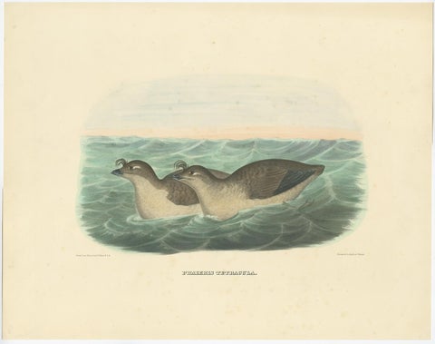 Rare Original Old Bird Print Depicting the Pacific Dovekie, 1869, view 2
