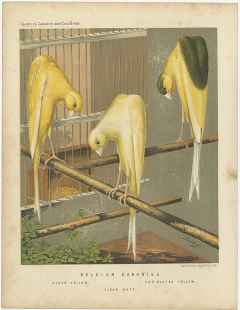 Antique Bird Print of the Belcian Canaries, 'circa 1880', view 4