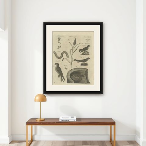 Antique Print of Passerine Birds and Insects, 1797, shown framed on a wall