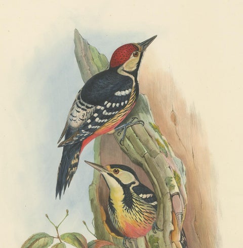 Antique Bird Print of the Formosan Spotted Woodpecker by Gould, circa 1850, view 3