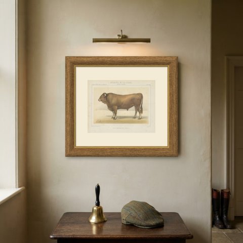 Garonnais Bull, French Cattle Breed, Antique Chromolithograph by Borie, 1863, shown framed on a wall