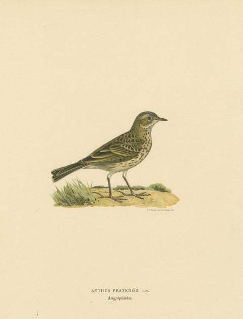 Anthus Pratensis - Hand-colored Meadow Pipit Lithograph, 1927, close-up 4