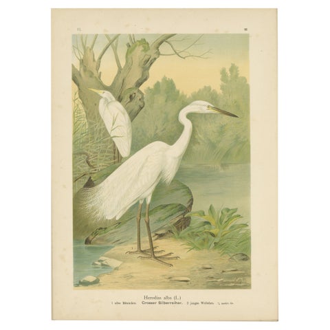 Great Egret or White Heron, Elegant German Ornithology Print c.1985