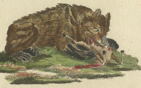 Antique Handcolored Engraving of Carnivorous Mammals, c.1800, close-up 4