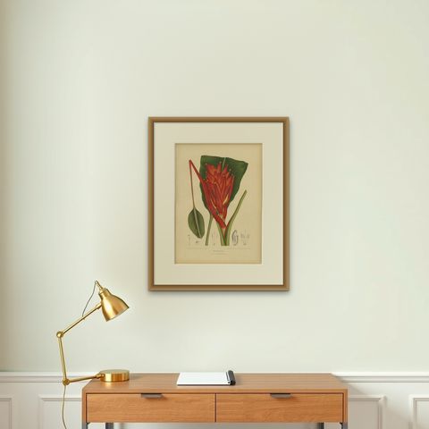 Antique Red Heliconia Botanical Chromolithograph by Hoola van Nooten, c. 1880, shown framed on a wall