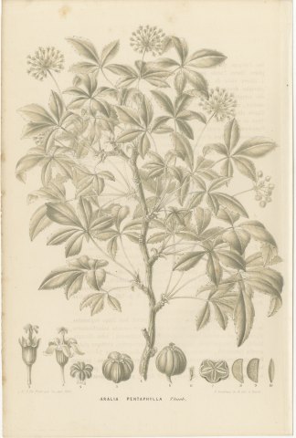 Aralia Pentaphylla Shrub with Flower and Fruit Details Lithograph, 1858, view 2
