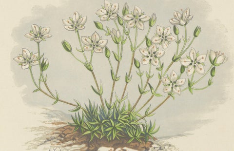 Pyrenean Oxytrope and Spring Sandwort, Hand-Coloured Botanical Print, 1874, close-up 3