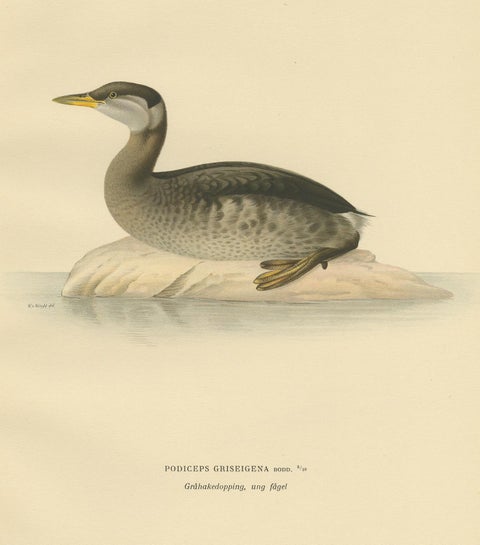 Antique Bird Print of a Young Red-Necked Grebe by Von Wright, 1929, view 2