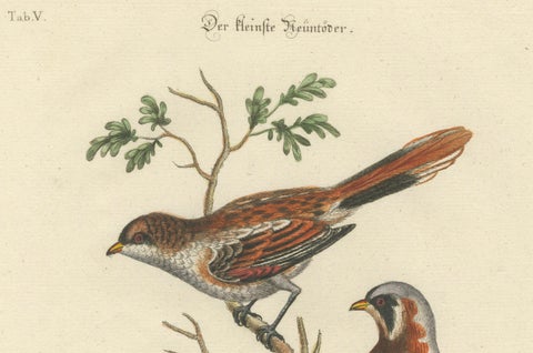 The Lesser Grey Shrike Bird in a Hand-Colored Engraving, 1749, close-up 3