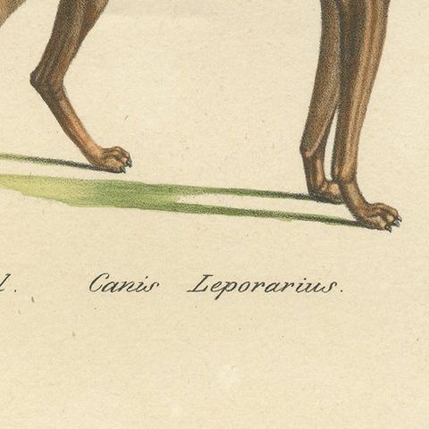Antique Hand Colored Print of a Greyhound and English Greyhound Dog, 1824, close-up 1