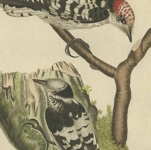 Lesser Spotted Woodpecker, Picus Varius Minor, c.1809, close-up 1