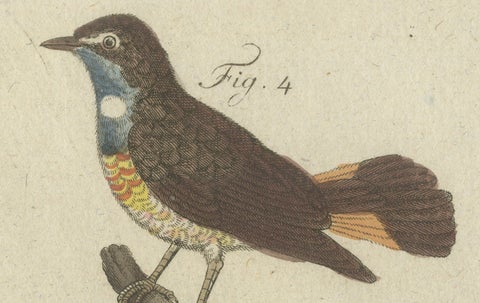 Original Antique Print of Seven Robins, Bluethroats and Yellowthroats, 1796, close-up 4