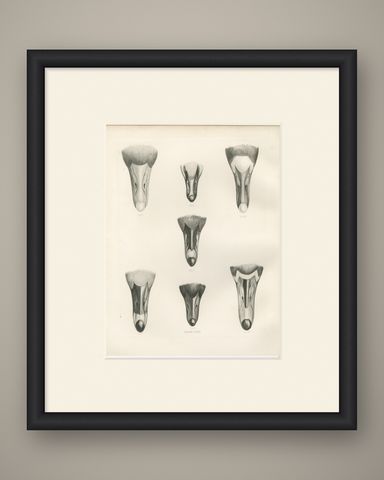 Heads of the Wild Geese, Antique Bird Print after Lilian Medland, circa 1909, shown framed