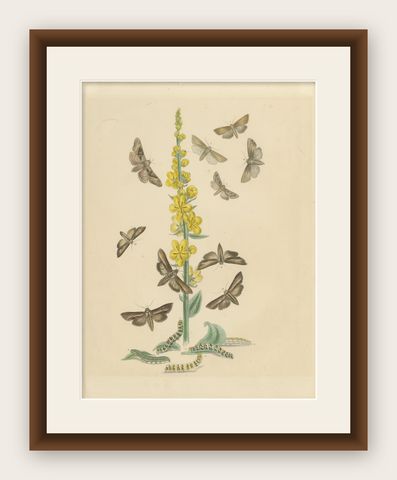 British Moths and Caterpillars on Mullein, Humphreys & Westwood, 1845, shown framed