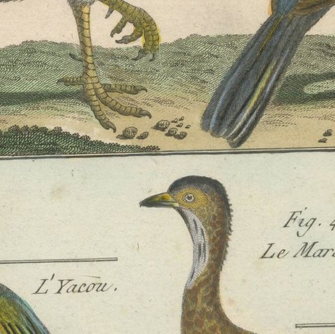 Rich & Bright, Hand-Colored, Rare Copper Engraving of Four Birds (1792)., close-up 2