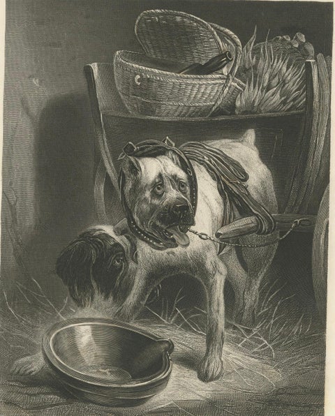 Belgian Mastiff Working Dog, Antique Engraving by A.H. Payne, c.1850, close-up 3