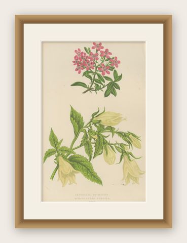 Alpine Botanical Print of Rock Soapwort and Nodding Bellflower, 1874, shown framed