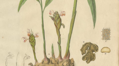 Antique Ginger Botanical Print, Zingiber Officinale, c.1831, close-up 2