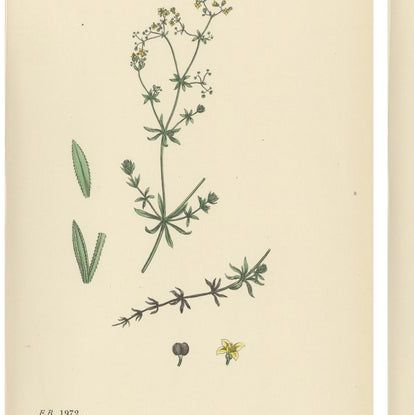 Set of 10 English Botanical Prints 1902, Galium & Asperula, Sowerby, close-up 1