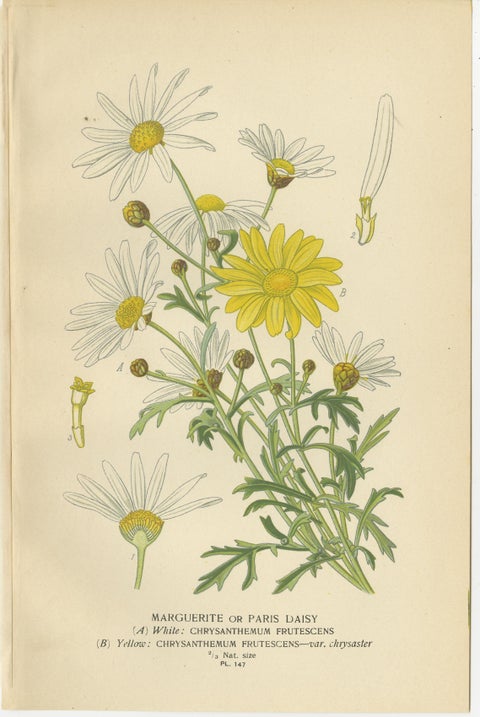 Botanical Prints: Chrysanthemum Carinatum, Paris Daisy & Chrysanthemums, 1897, view 3