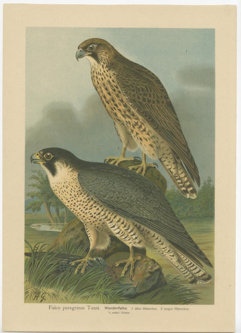 Three Original Vintage Chromolithographs of Falcons by J.F. Naumann, 1901, view 4