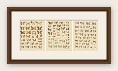 Javanese Butterflies, Three Antique Chromolithograph Plates, Java 1908–1910, shown framed
