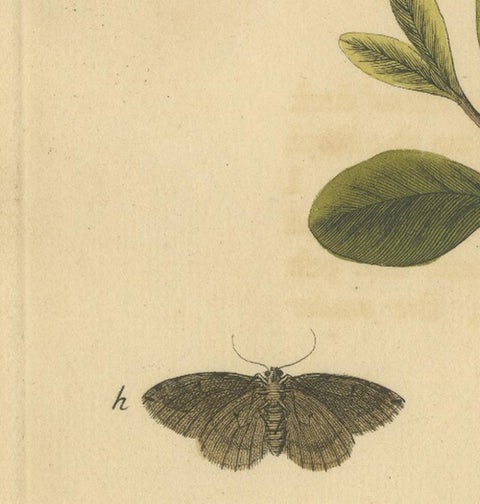 English Moths on Oak, Hand-Colored Insect Engraving, Eleazar Albin 1720, view 7