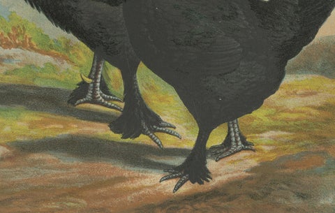 The Majestic Feathered Langshan - A Rare 19th Century Poultry Lithograph, close-up 2