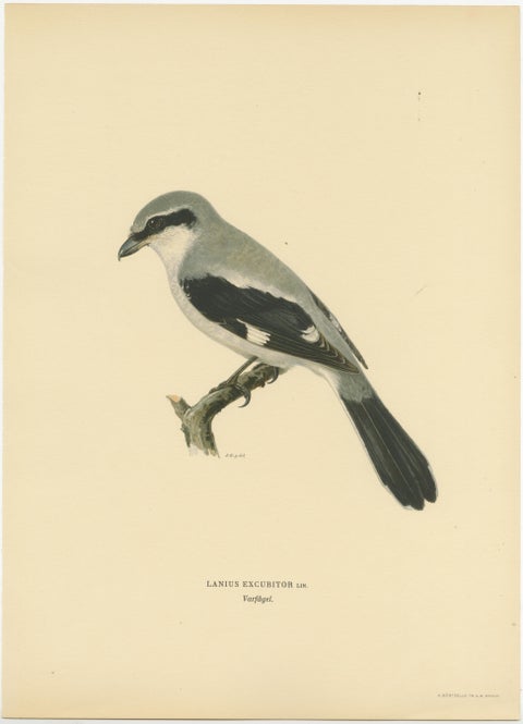 Silent Sentinel: Vintage Bird Print of The Great Grey Shrike by Von Wright, 1927, view 2