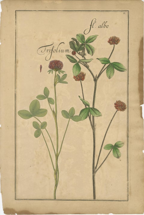 Rare 17th Century Botanicals, Trifolium, Gula Degener & Lotus, Leipzig, c.1690, view 2