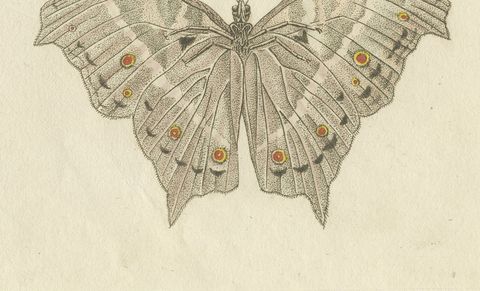 Exotic Butterfly with Wing Details, Antique Bertuch Print, Vienna, circa 1812, close-up 2