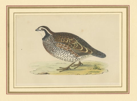 Antique Bird Print of a Virginian Partridge, view 3