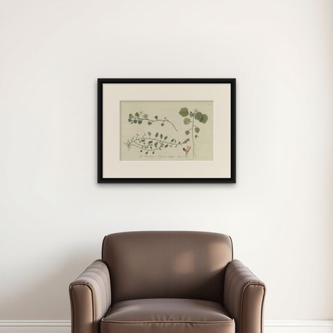 Antique Botany Print of Malvella Leprosa and other Flowering Plants, shown framed on a wall