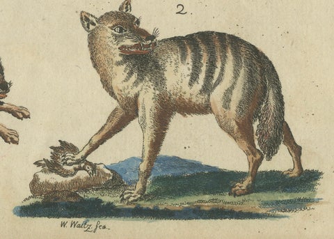 Antique Handcolored Engraving of Wild Canines and Hyenas, c.1800, close-up 1